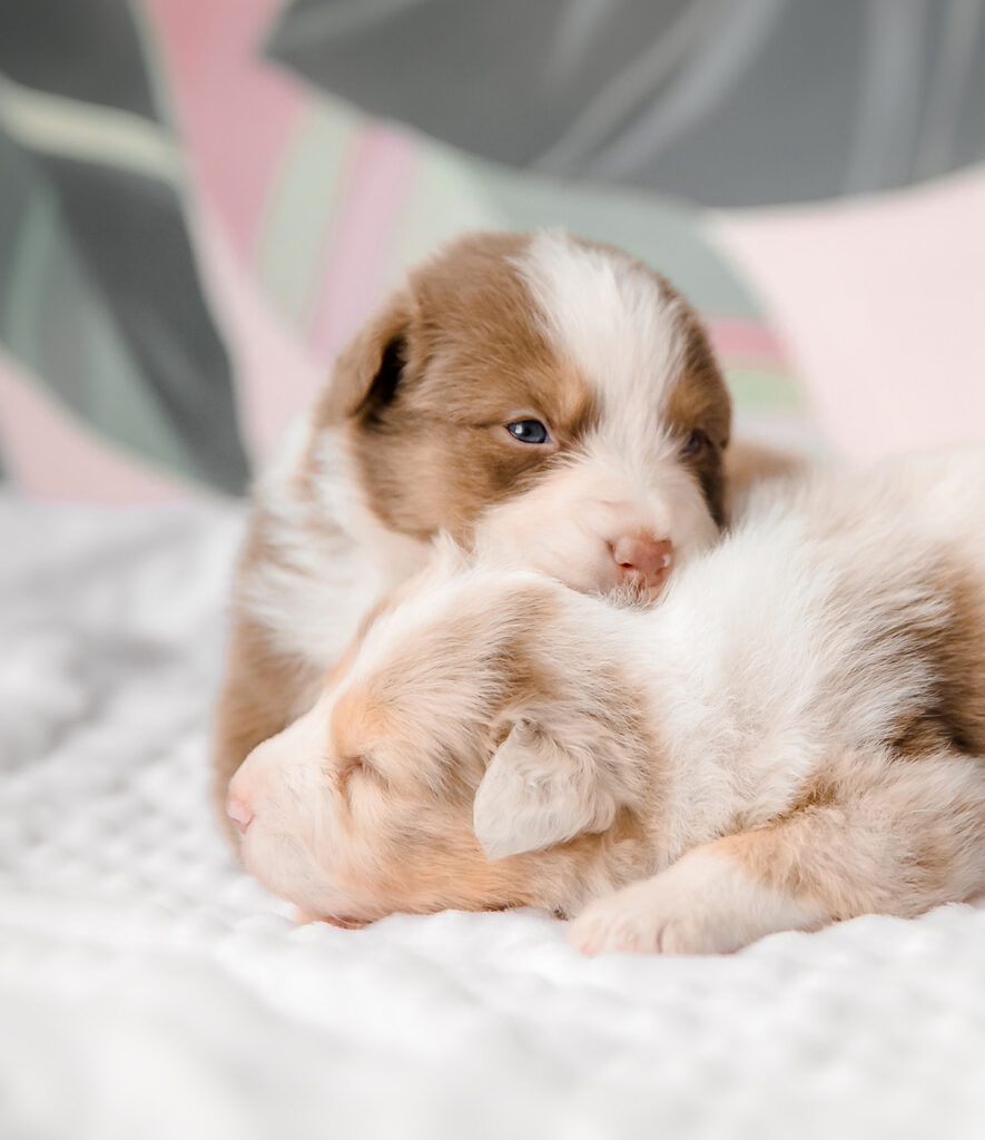 A group of puppies are sleeping