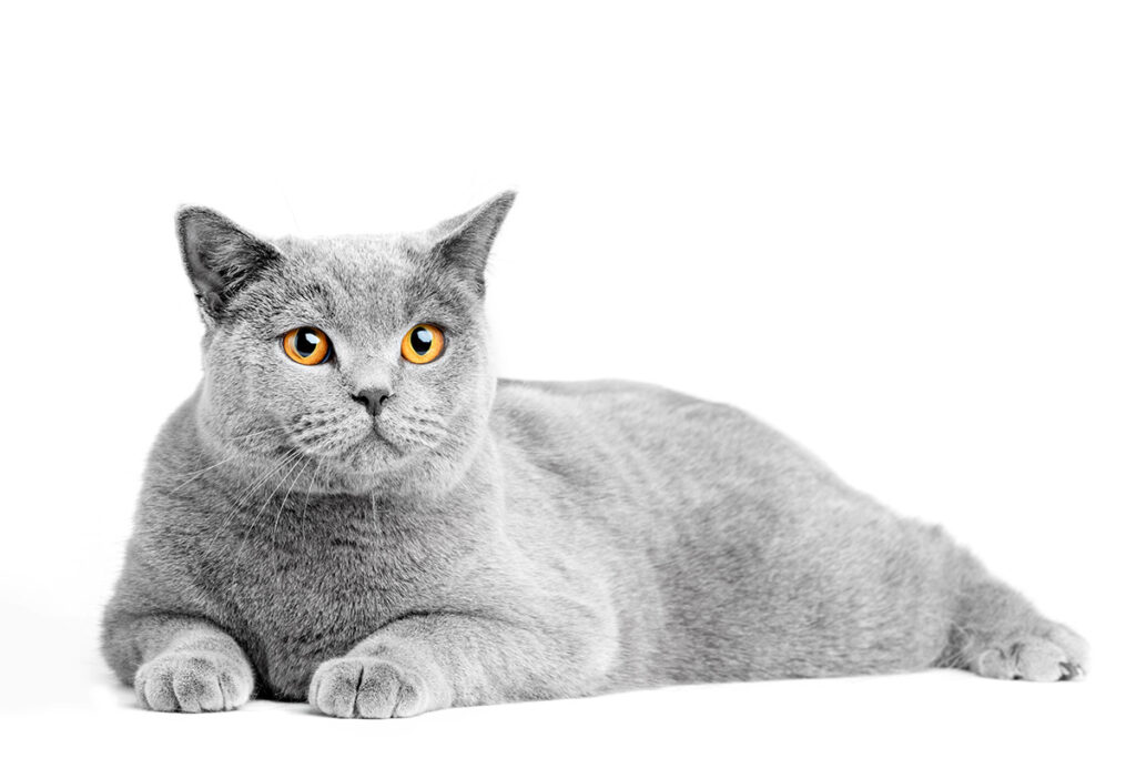 British shorthair cat isolated on white