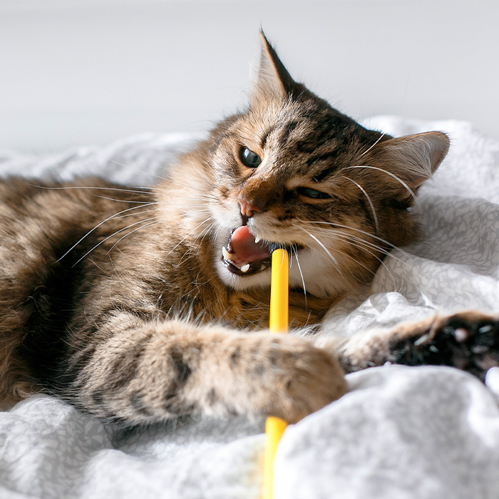 Cat biting a yellow toothbrush
