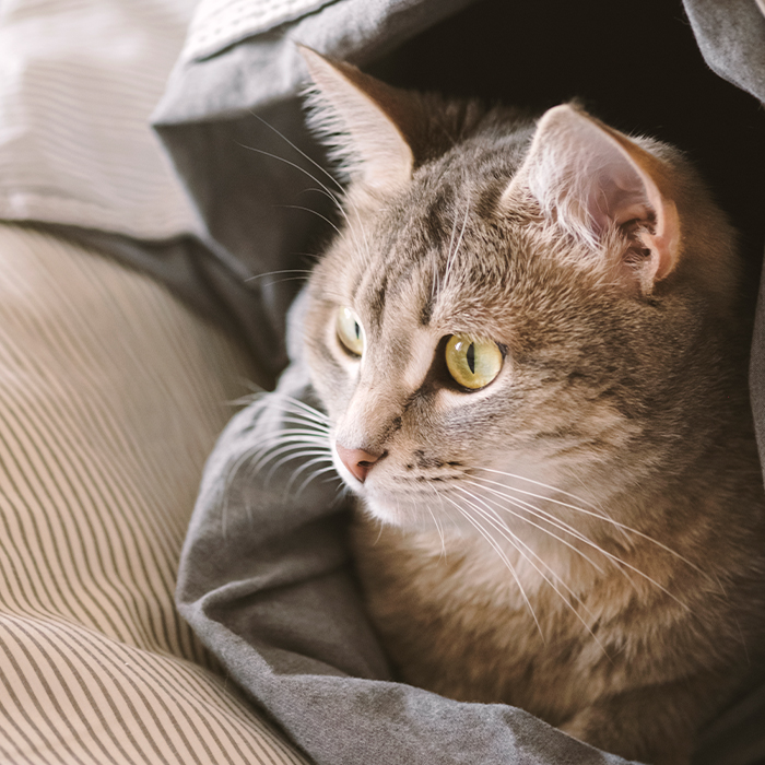 Cat lying on the bed staring intently