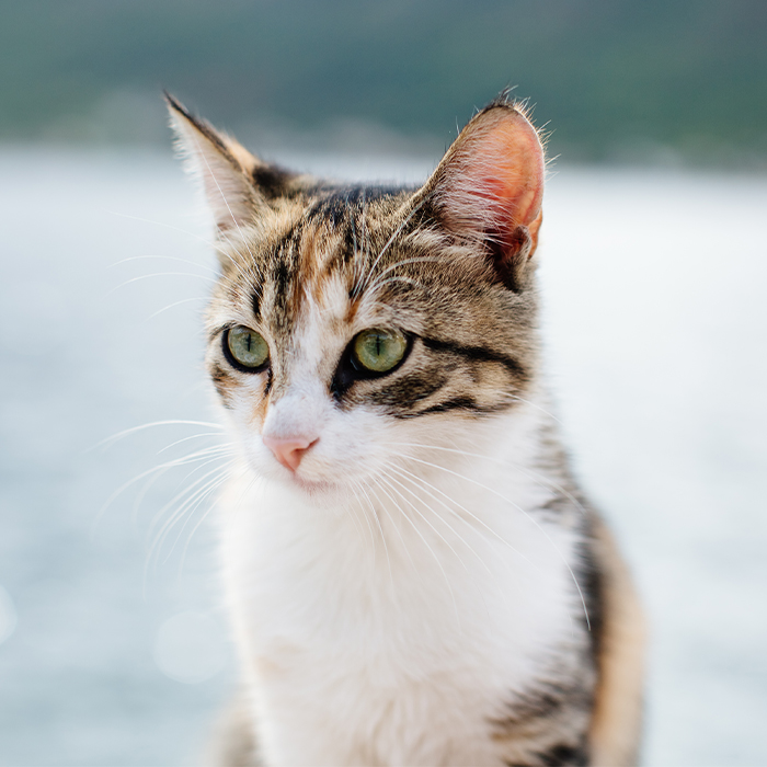 Cat with green eyes and the sea in the background