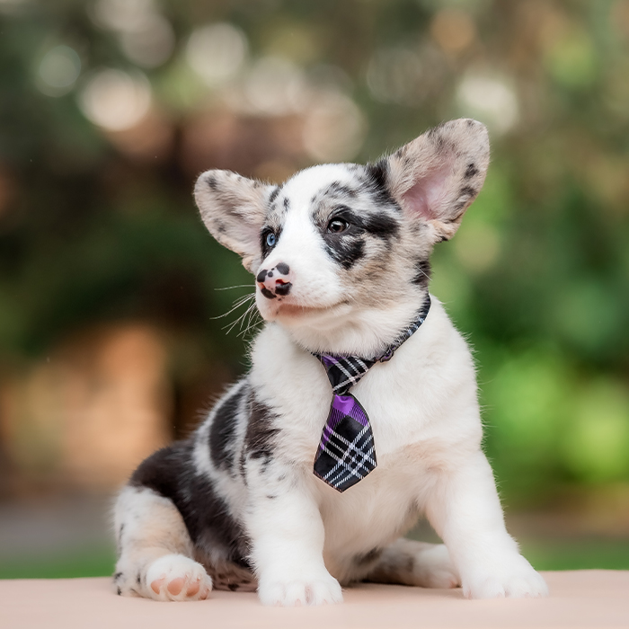 Puppy wearing a purple tie
