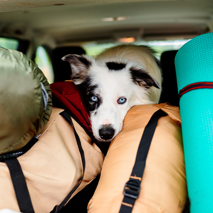 Dog with blue eyes inside the trunk of a car
