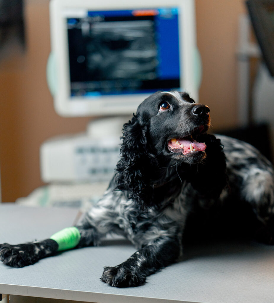 Close up in veterinary clinic of a spotted spaniel