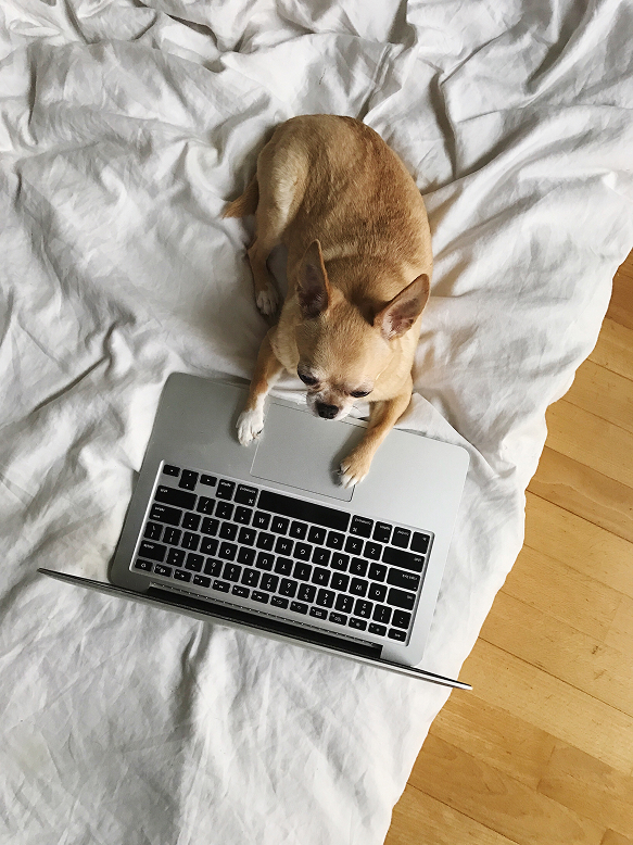 Dog using a laptop computer