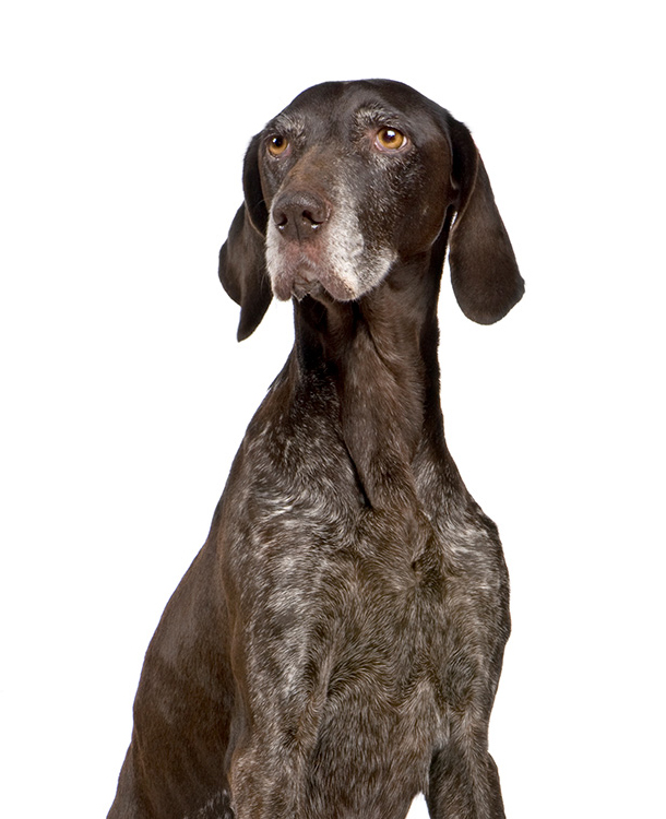 German shorthaired