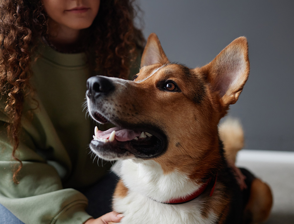 Happy dog looking away and smiling
