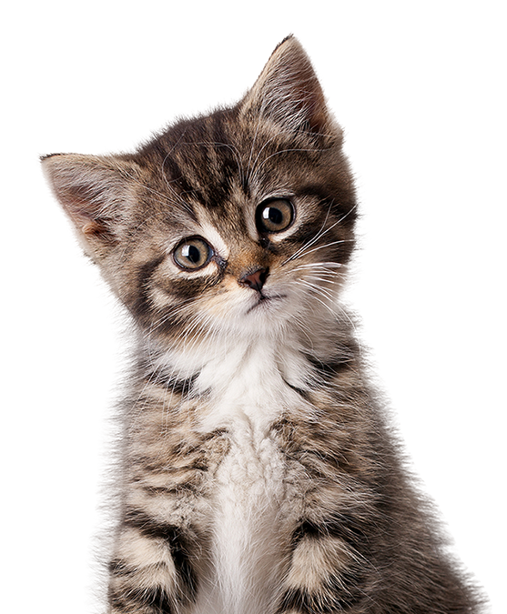 Cute kitten with beautiful brown eyes