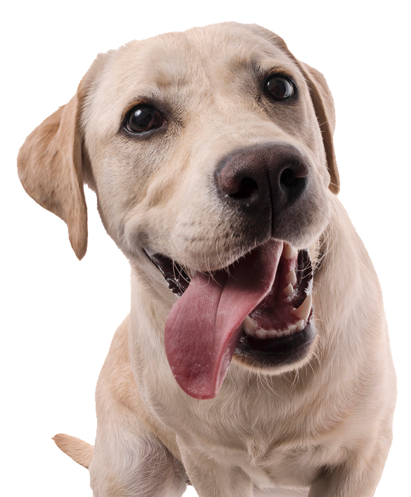 Labrador retriever