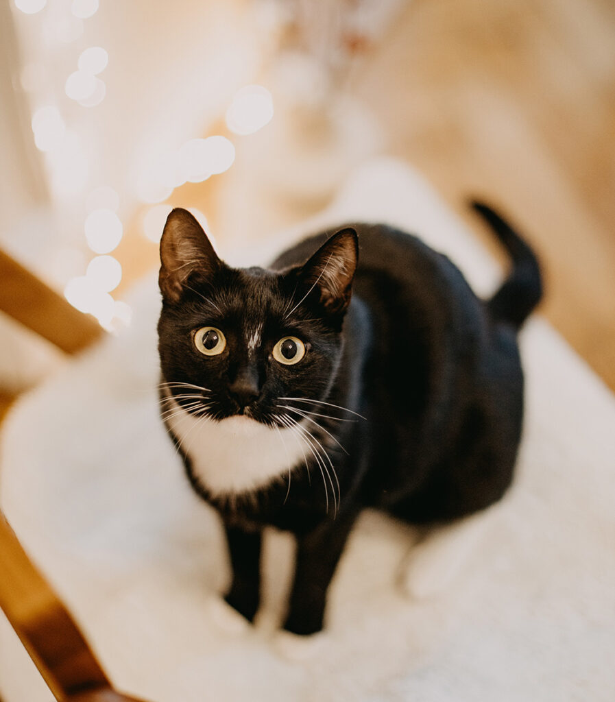 Cat looking at camera