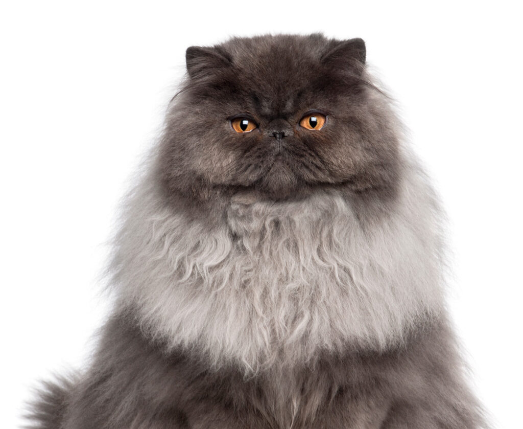 Persian cat 8 months old sitting