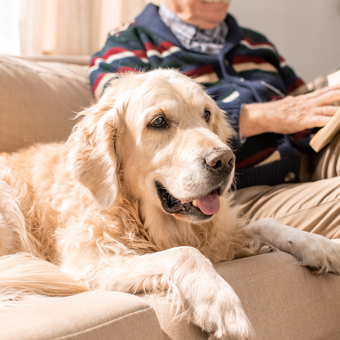 Senior dog sitting on the couch next to an elderly person