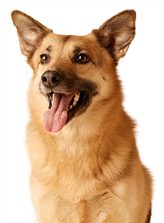 Sitting german shepherd dog