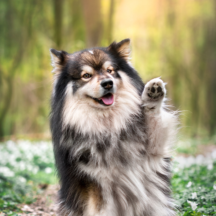 Smiling dog with one paw raised