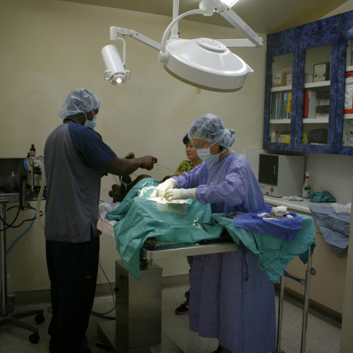 Surgery room at Cameron Veterinary Hospital