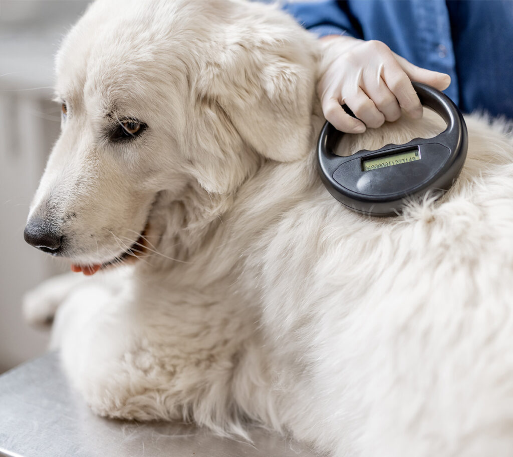 Veterinarian checking microchip implant