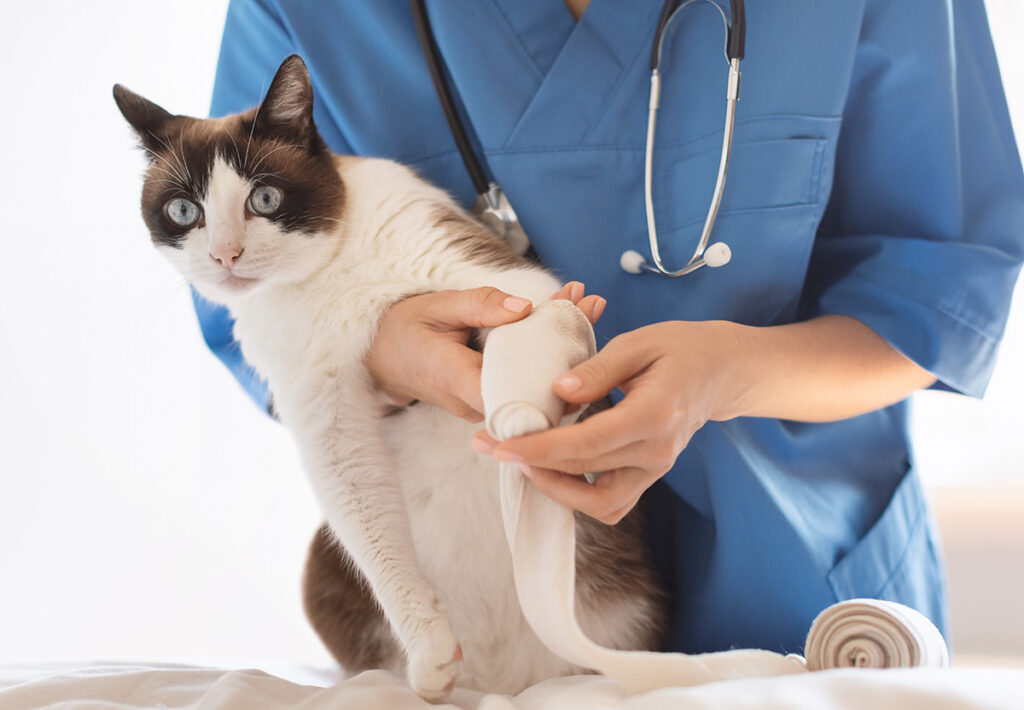 Veterinarian treating cat applying medical bandage