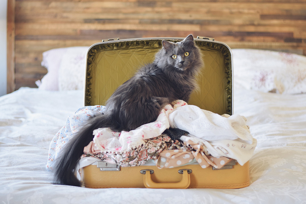 Vintage retro yellow suitcase filled with women