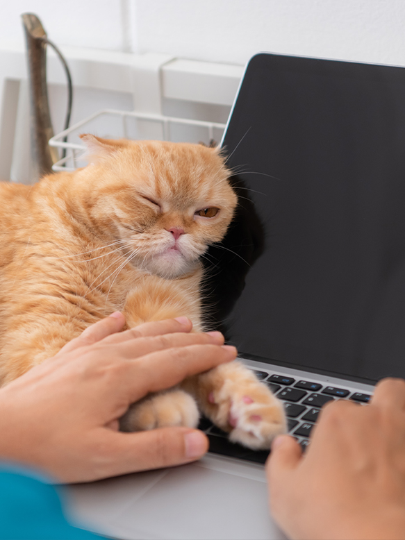 An intelligent persian cat snuggles up