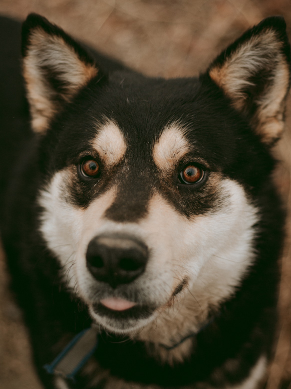 Dog with tongue out