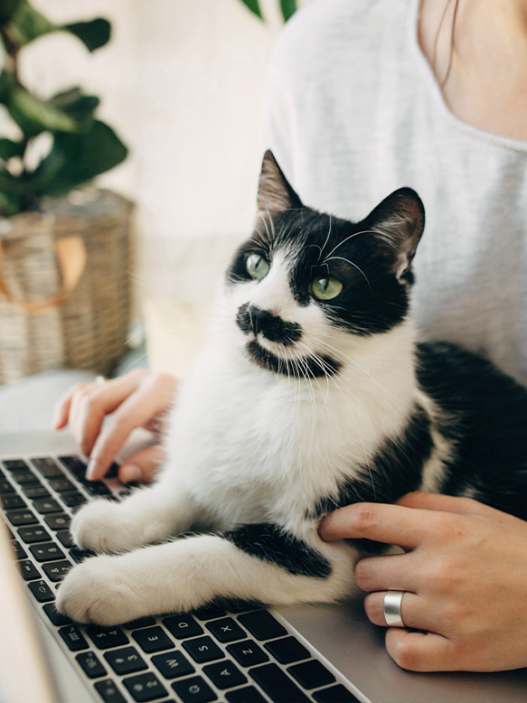 Young woman using laptop and cute cat sitting