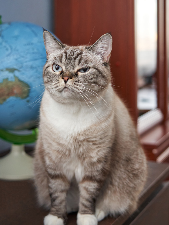 A poised grey cat displaying wisdom gazes intent