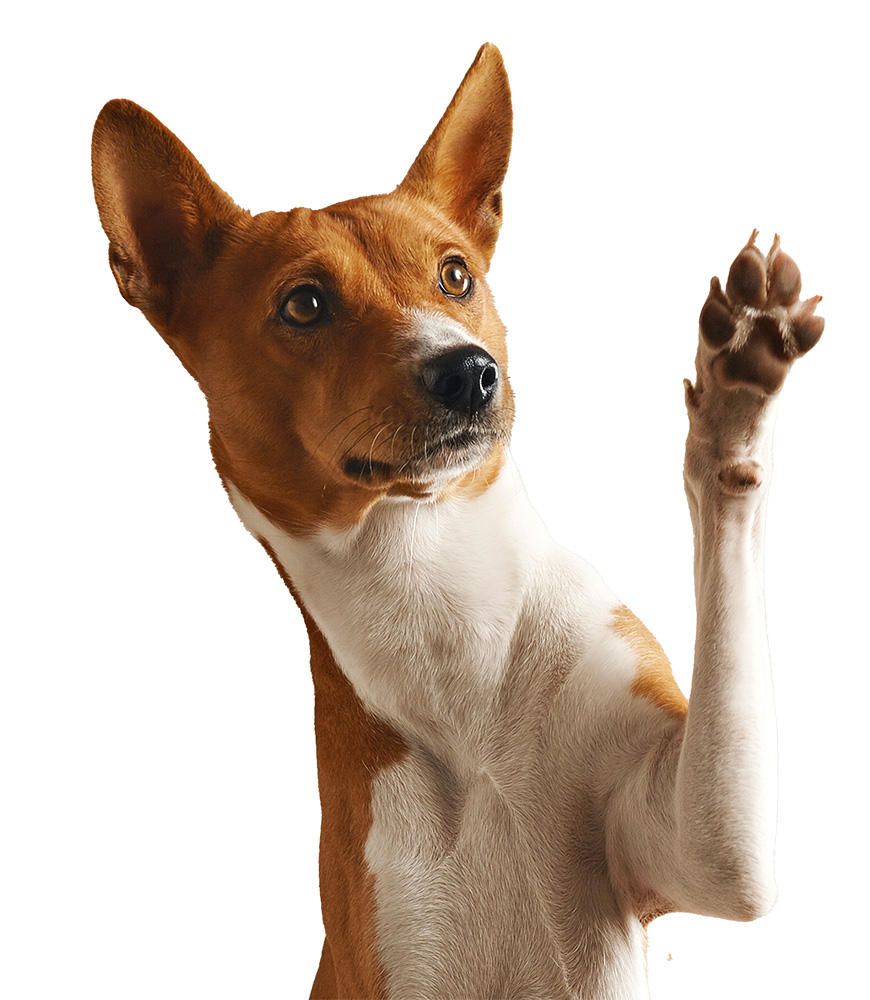 Adorable brown white basenji dog smiling