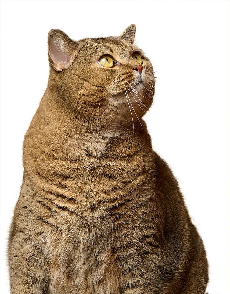 Brown cat with striking yellow eyes is looking up