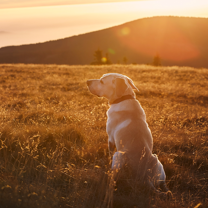 Dog sitting on the grass watching the sunset