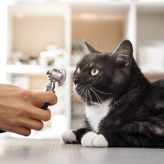 Black and white cat smelling a stethoscope
