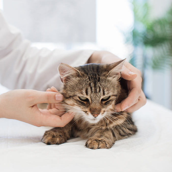 Cat being examined by a veterinarian