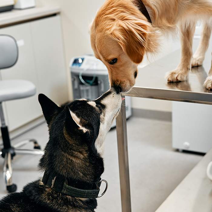 Two dogs in a veterinary examination room