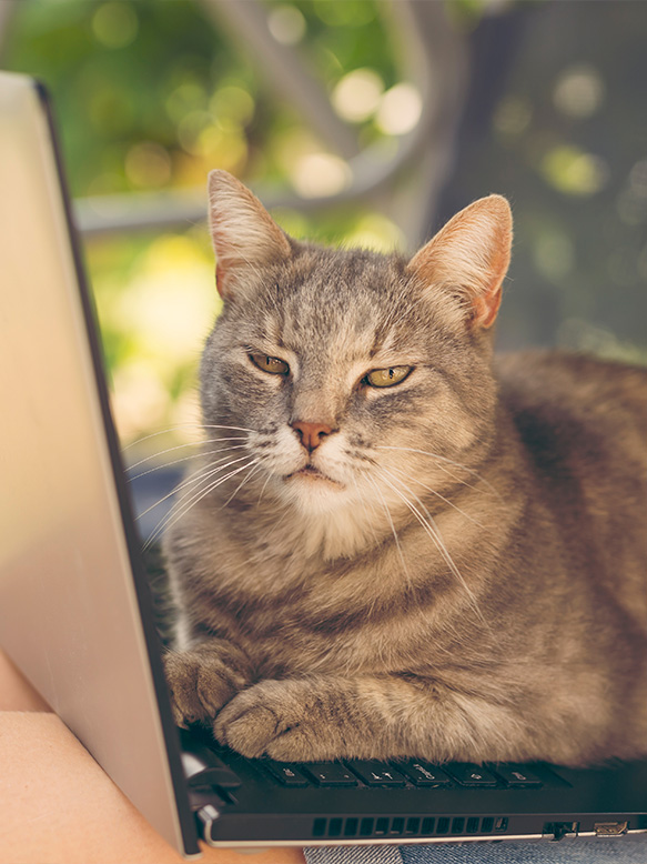 Cat assistant lying on laptop computer
