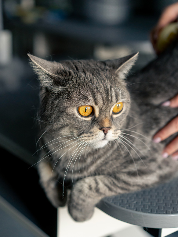 Close up in-a grooming salon master in a black