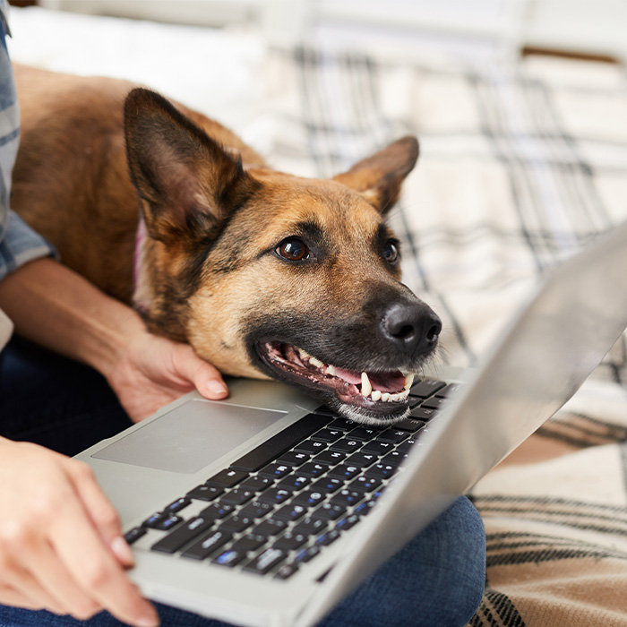 Smiling dog in front of a laptop