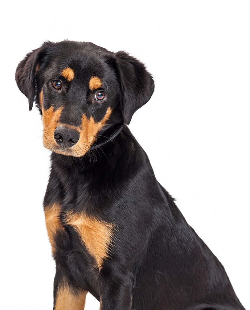 Cute rottweiler crossbreed puppy dog sitting