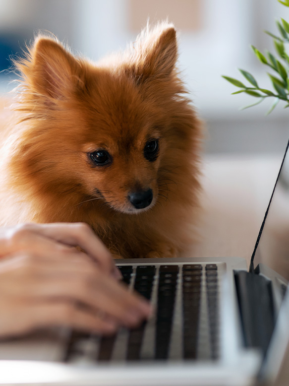 Lovely little dog looking the laptop while her you