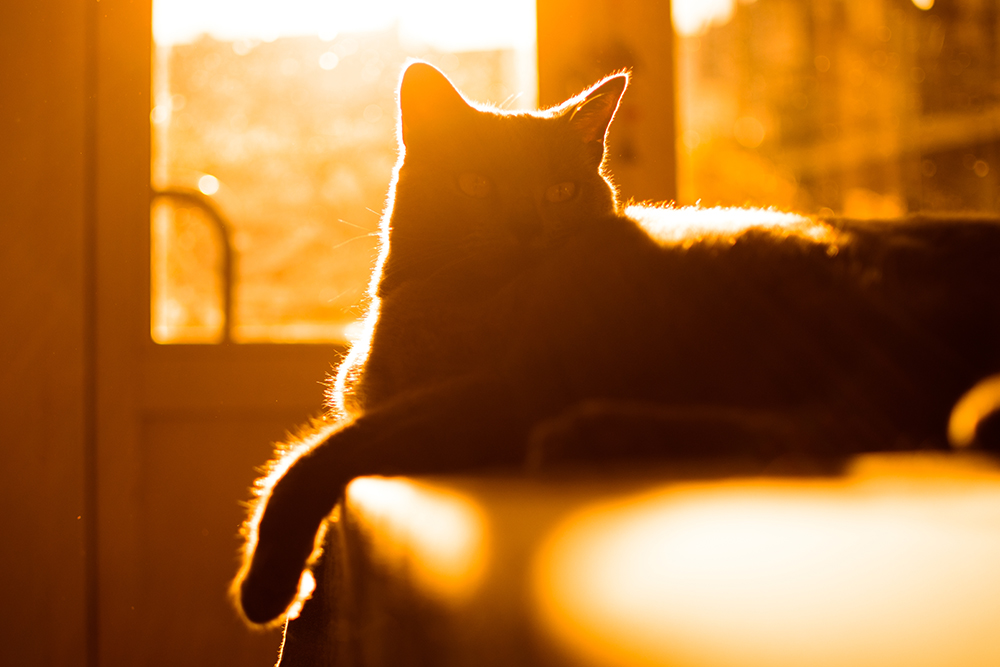 Nominated lazy house cat laying on the table