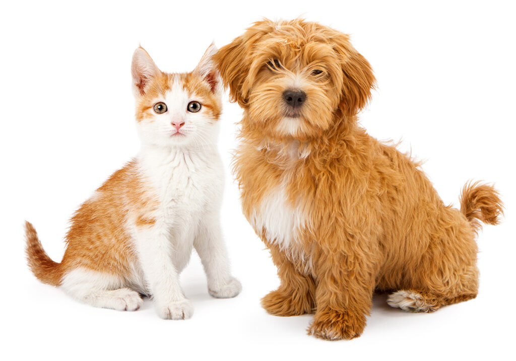Orange and white puppy and kitten