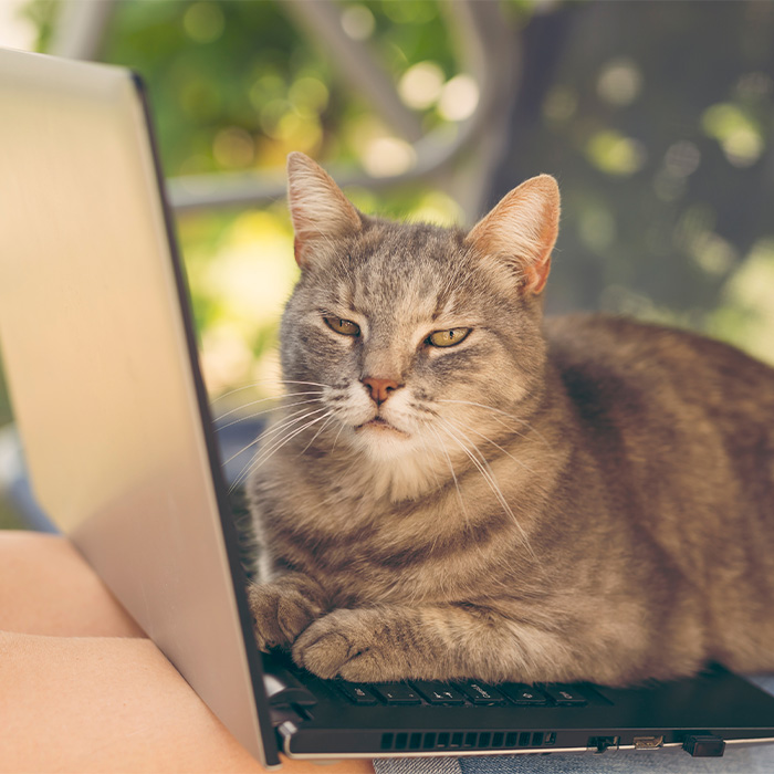 Serious cat on top of a laptop