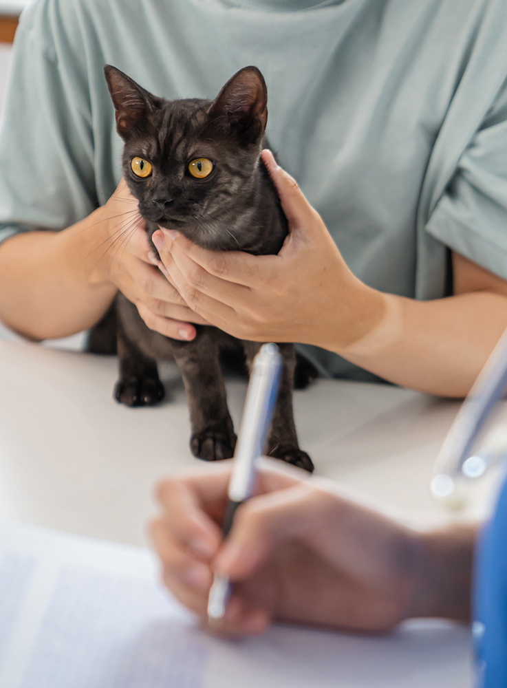 Professional vet doctor helps cat