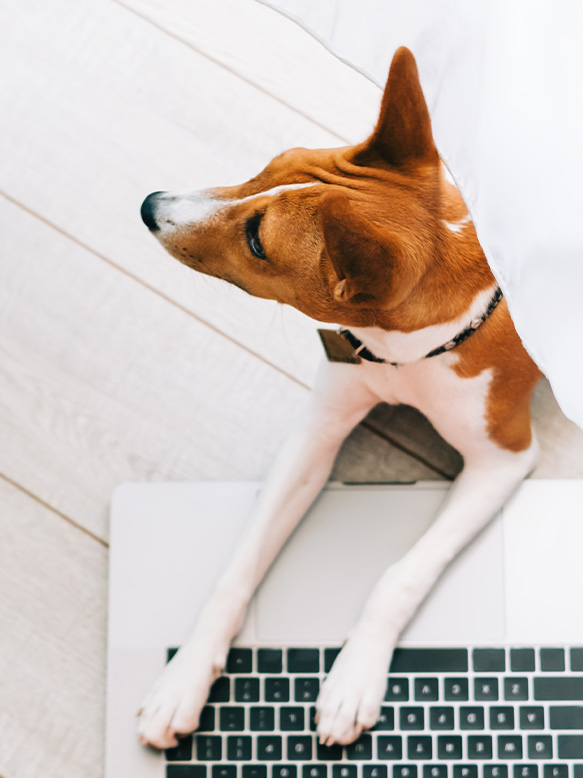 Red white basenji dog lying on a floor with laptop