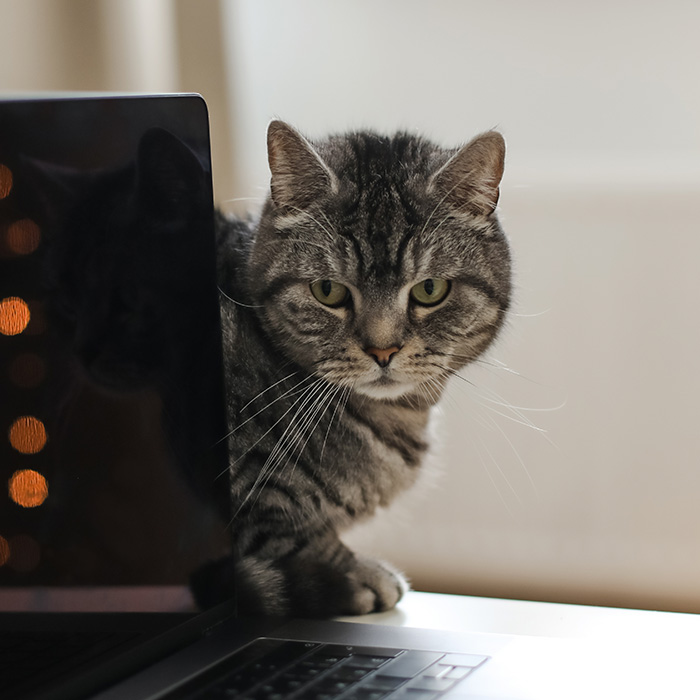 Cat with green eyes peeking at the screen of a laptop