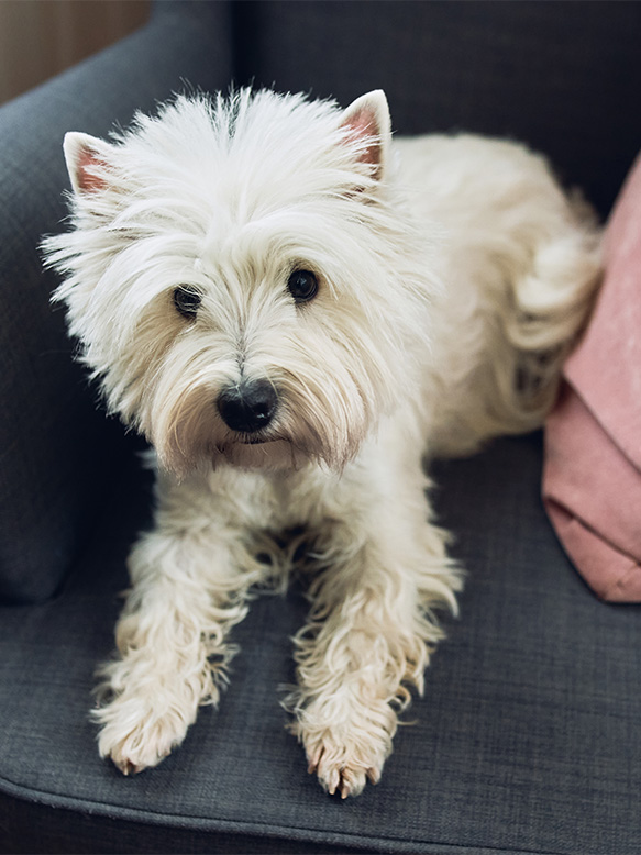 White terrier west highland dog sits in a gray