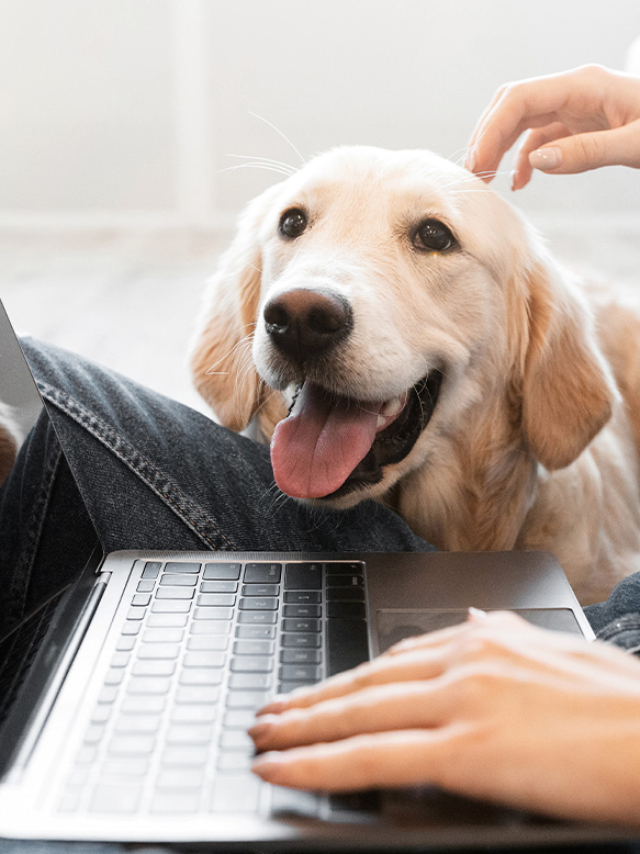 Young black woman at home with laptop and labrador